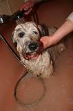 BAIN - SKYE TERRIER 077